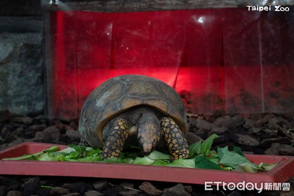 ▲大陸冷氣團南下「猩猩麻布袋當披風」　動物園保暖妙招大公開。（圖／台北市立動物園提供，請勿隨意翻拍，以免侵權。）