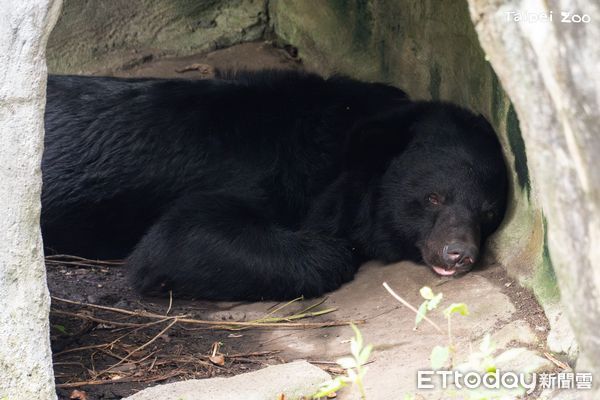 ▲大陸冷氣團南下「猩猩麻布袋當披風」　動物園保暖妙招大公開。（圖／台北市立動物園提供，請勿隨意翻拍，以免侵權。）