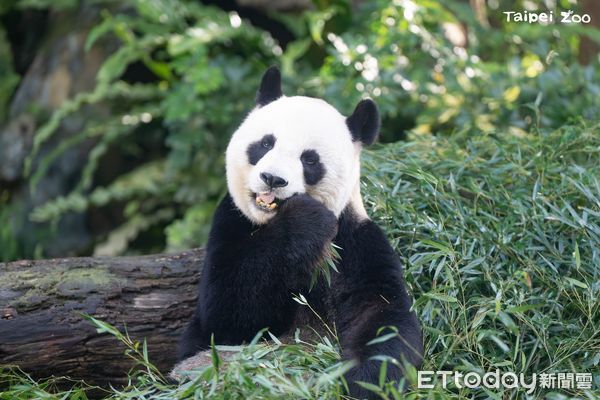 ▲大陸冷氣團南下「猩猩麻布袋當披風」　動物園保暖妙招大公開。（圖／台北市立動物園提供，請勿隨意翻拍，以免侵權。）