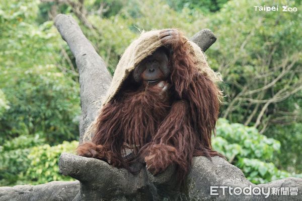 ▲大陸冷氣團南下「猩猩麻布袋當披風」　動物園保暖妙招大公開。（圖／台北市立動物園提供，請勿隨意翻拍，以免侵權。）