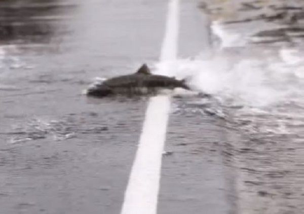 ▲開車驚見「鮭魚過馬路」　擺動尾巴扭動穿過路面只為繁殖。（圖／翻攝自Facebook／Michael Wayne ）