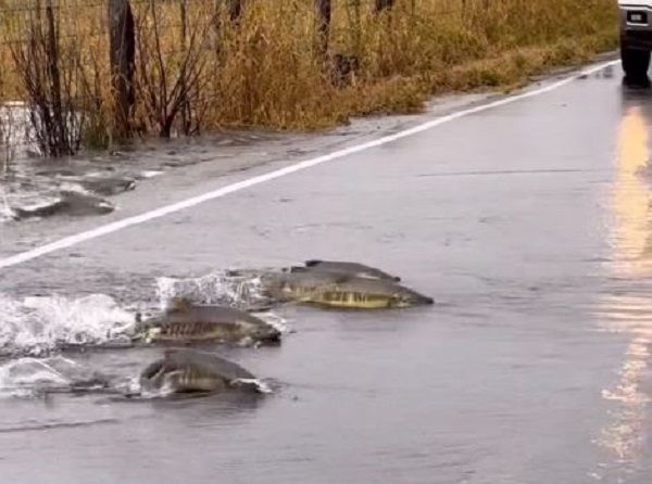 ▲開車驚見「鮭魚過馬路」　擺動尾巴扭動穿過路面只為繁殖。（圖／翻攝自Facebook／Michael Wayne ）