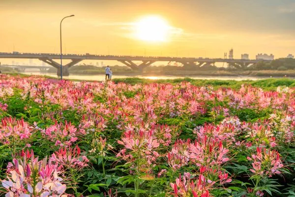 ▲延平河濱「英式庭園」風格的繽紛花海。（圖／北市水利處提供）