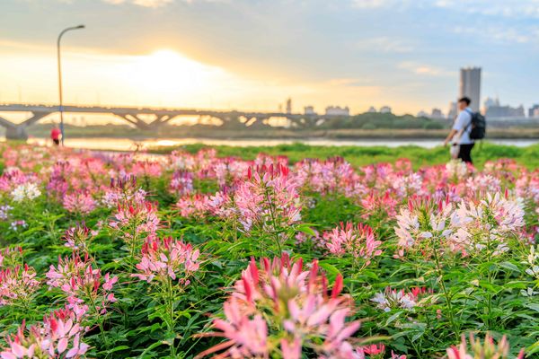 ▲延平河濱「英式庭園」風格的繽紛花海。（圖／北市水利處提供）