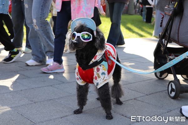 新北毛寶貝耶誕趴登場「素還真與萌犬同台飆戲」　辦寵物卡享好康（圖／新北動保處提供）