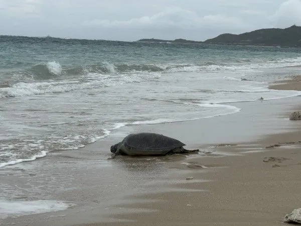 ▲康復綠蠵龜野放大海活動。（圖／翻攝自國立海洋生物博物館官網）