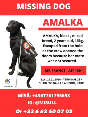 ▲▼情緒支持犬阿瑪爾卡（Amalka）在巴黎機場意外逃脫。（圖／翻攝自X）