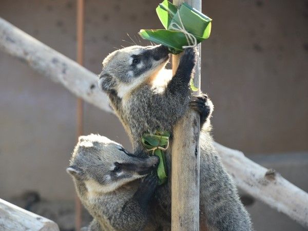 ▲（圖／翻攝自Facebook／新竹市立動物園）