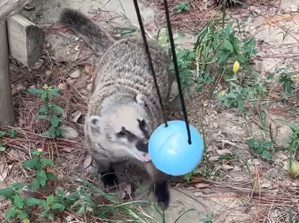 ▲（圖／翻攝自Facebook／新竹市立動物園）