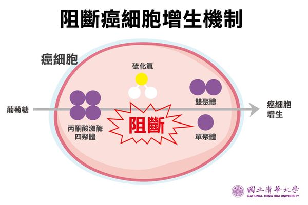 清華大學研究團隊進行實驗，發現癌細胞釋出的硫化氫氣體是影響癌細胞快速生長的關鍵。（清華大學提供）