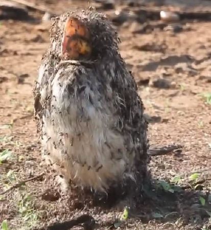 ▲黃嘴犀鳥主動闖入蟻丘　任由「螞蟻爬滿全身」竟然是在洗澡。（圖／翻攝自Facebook／Umkumbe Bush Lodge）