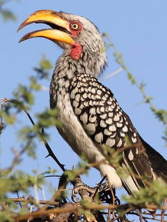 ▲黃嘴犀鳥主動闖入蟻丘　任由「螞蟻爬滿全身」竟然是在洗澡。（圖／翻攝自Facebook／American Museum of Natural History）