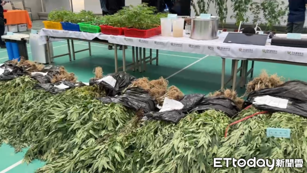 ▲▼專案小組破獲「史上最大戶外溫室大麻植栽場」，佔地面積約3甲，市值超過10億元             。（圖／記者王悉宇翻攝）