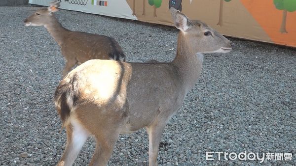 ▲身分證拿出來！5千坪鹿芝谷生態景觀園區開幕，1縣市民眾免費入園。（圖／記者游瓊華翻攝）