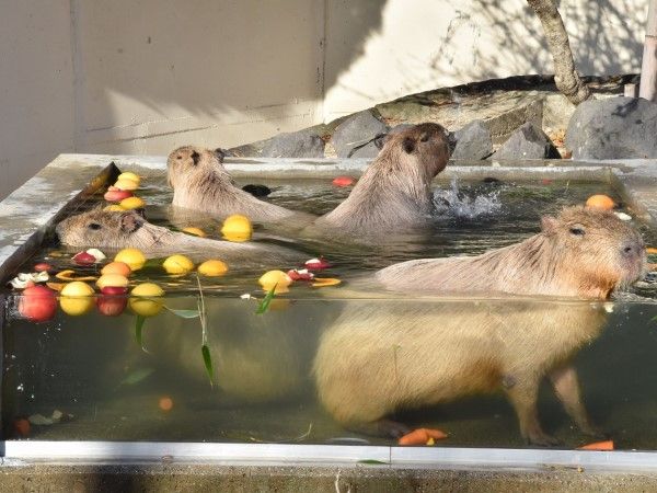 ▲（圖／翻攝自Facebook／大森山動物園）