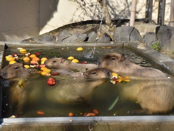 ▲（圖／翻攝自Facebook／大森山動物園）