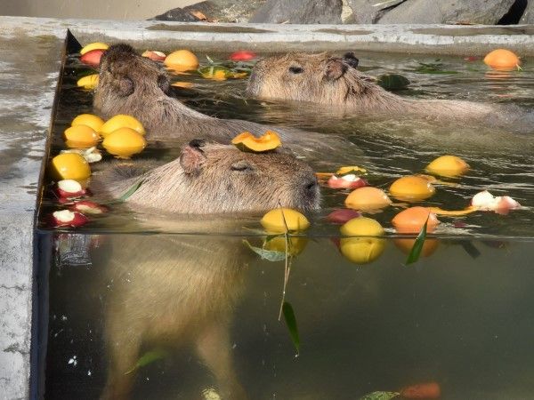 ▲（圖／翻攝自Facebook／大森山動物園）