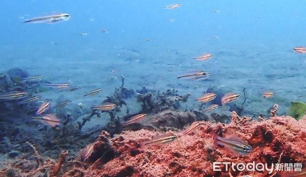 ▲蝙蝠洞海域生態持續追蹤，水下調查揭開面紗，紀錄到62種生物（圖／新北市動保處提供）