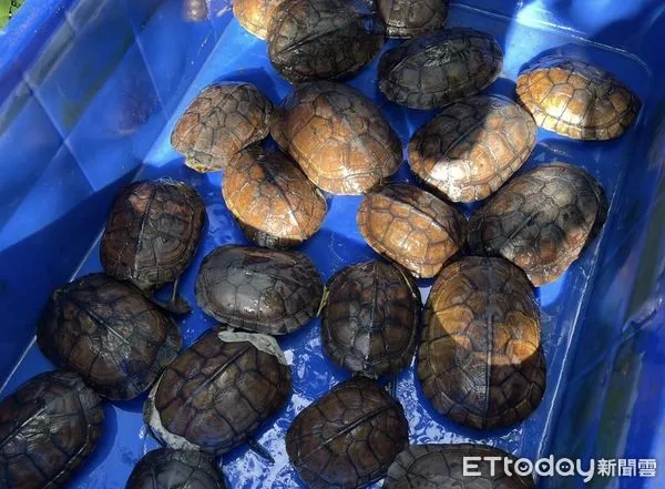 ▲▼             。（圖／記者黃宥寧翻攝）