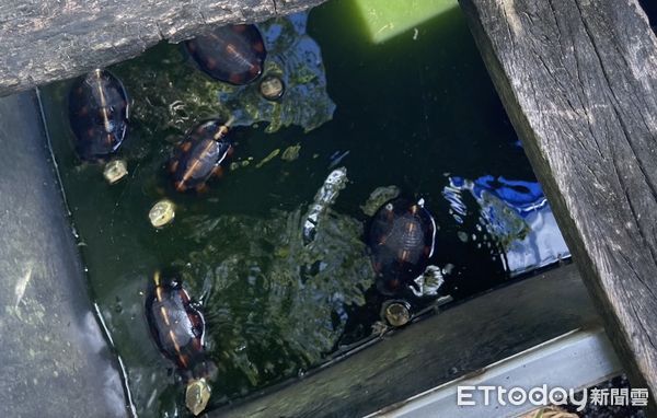 ▲▼             。（圖／記者黃宥寧翻攝）