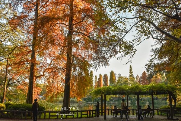 ▲▼東京免費賞紅葉景點！楓葉樹下野餐超浪漫　畫面美得像幅油畫。（圖／部落客周花花提供）