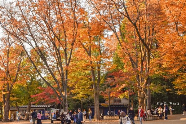 ▲▼東京免費賞紅葉景點！楓葉樹下野餐超浪漫　畫面美得像幅油畫。（圖／部落客周花花提供）