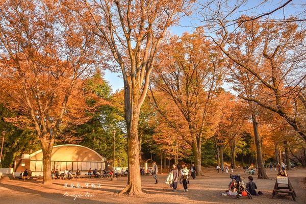 ▲▼東京免費賞紅葉景點！楓葉樹下野餐超浪漫　畫面美得像幅油畫。（圖／部落客周花花提供）