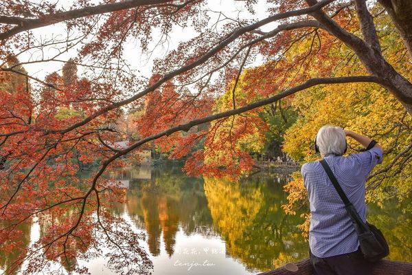 ▲▼東京免費賞紅葉景點！楓葉樹下野餐超浪漫　畫面美得像幅油畫。（圖／部落客周花花提供）