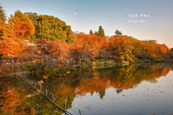 ▲▼東京免費賞紅葉景點！楓葉樹下野餐超浪漫　畫面美得像幅油畫。（圖／部落客周花花提供）