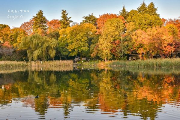 ▲▼東京免費賞紅葉景點！楓葉樹下野餐超浪漫　畫面美得像幅油畫。（圖／部落客周花花提供）