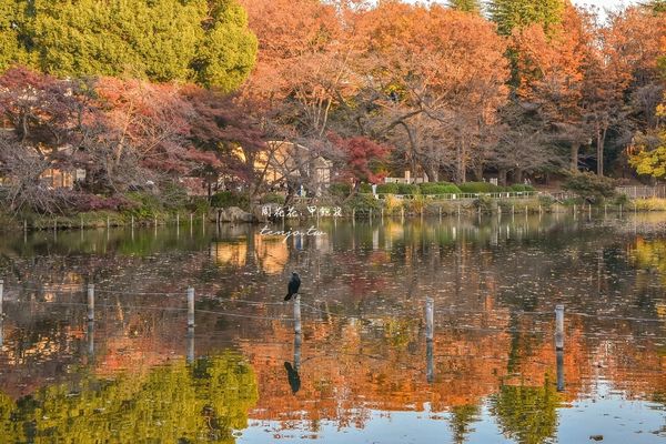 ▲▼東京免費賞紅葉景點！楓葉樹下野餐超浪漫　畫面美得像幅油畫。（圖／部落客周花花提供）