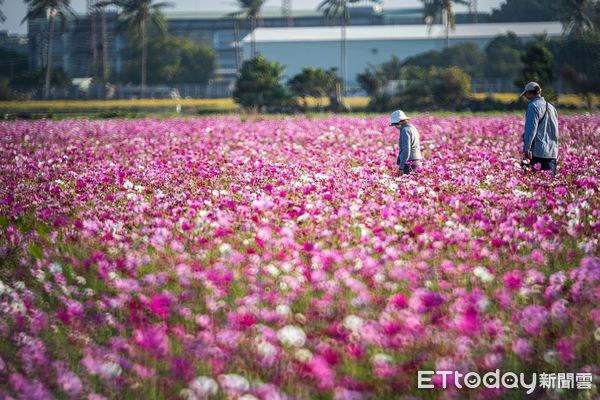 ▲▼   2024嘉義花海生活節花卉綻放七成 歡迎週末攜家帶眷同遊  。（圖／嘉義市政府提供）