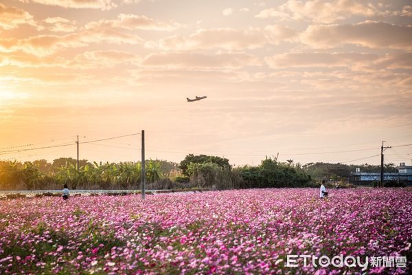 ▲▼   2024嘉義花海生活節花卉綻放七成 歡迎週末攜家帶眷同遊  。（圖／嘉義市政府提供）