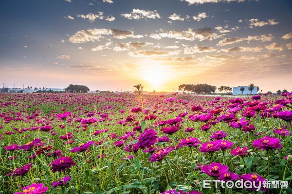 ▲▼   2024嘉義花海生活節花卉綻放七成 歡迎週末攜家帶眷同遊  。（圖／嘉義市政府提供）
