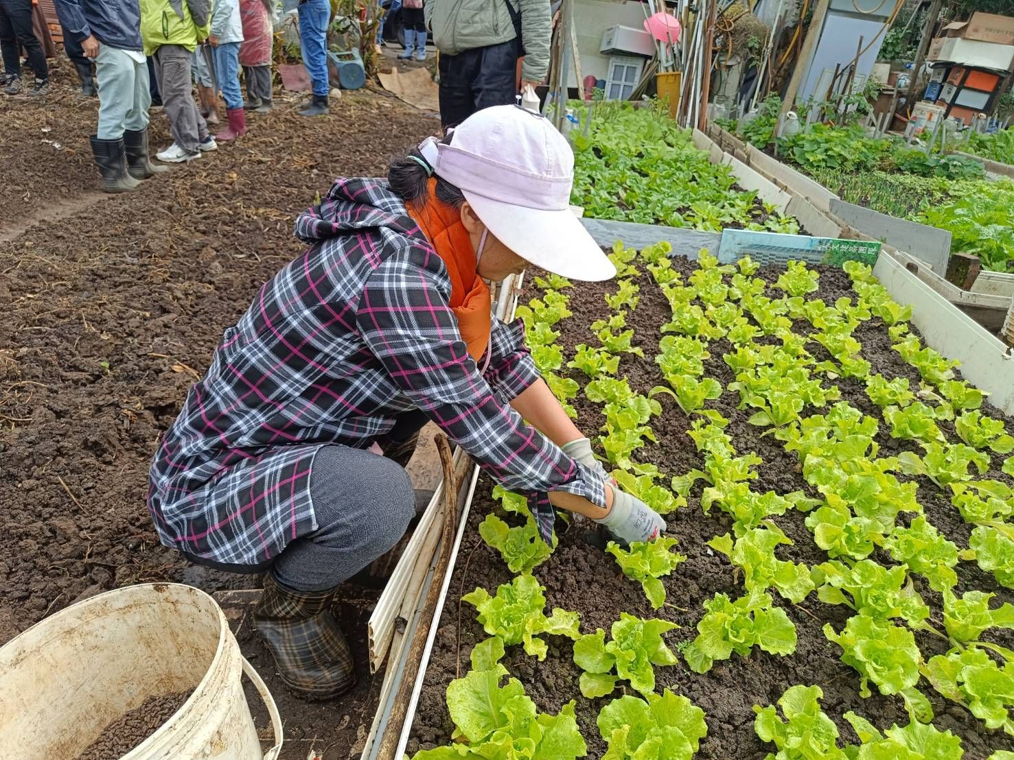 ▲新北4處市民農園開放承租。（圖／新北市農業局提供）