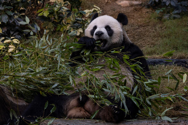 ▲▼香港海洋公園貓熊「安安」。（圖／路透社）