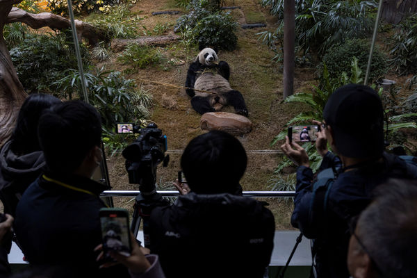 ▲▼香港海洋公園貓熊「安安」。（圖／路透社）