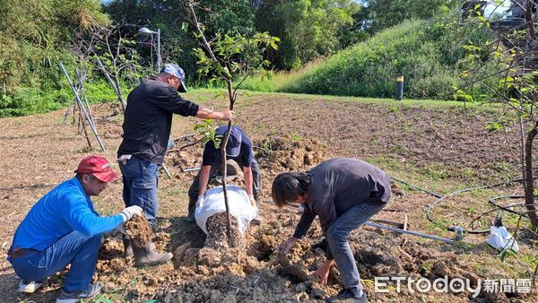 ▲文化局在關心地方建設企業家支持下，啟動補植計畫，超過60株各式櫻花已經陸續布置完畢，預估2024年春節前後，就能再見滿園櫻花盛開浪漫景致。（圖／記者林東良翻攝，下同）