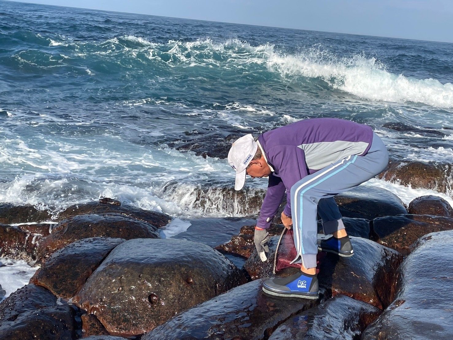 ▲新北冬季限定「黑金」 東北角野生紫菜鮮海味。（圖／新北市漁業處提供）