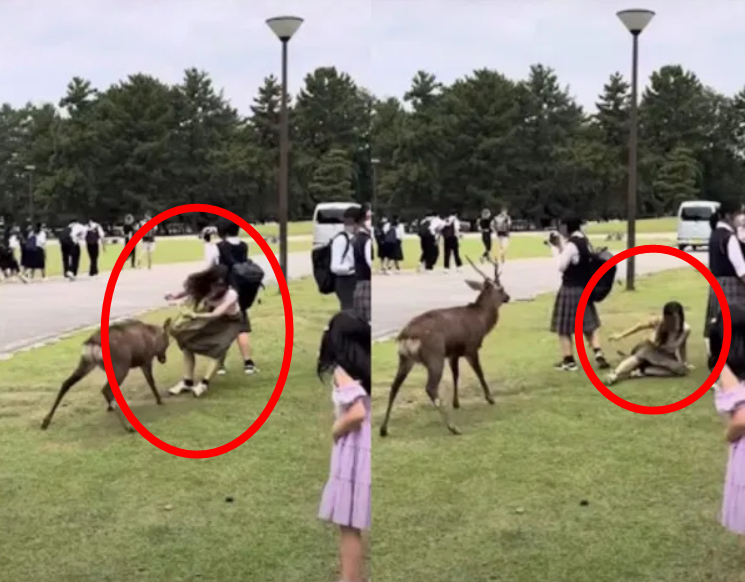 ▲▼遭奈良鹿冲撞惨叫倒地　女子起身仍想喂饲遭中年男子救援。（圖／翻攝自threads）