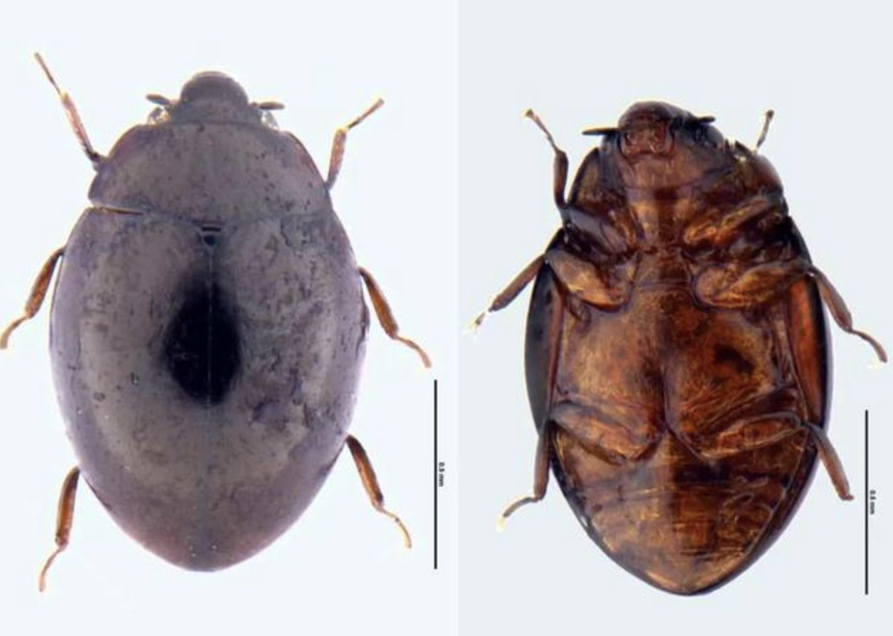 ▲陳氏佐藤淘甲身長僅1.2至1.4公釐。（圖／翻攝廣州日報）