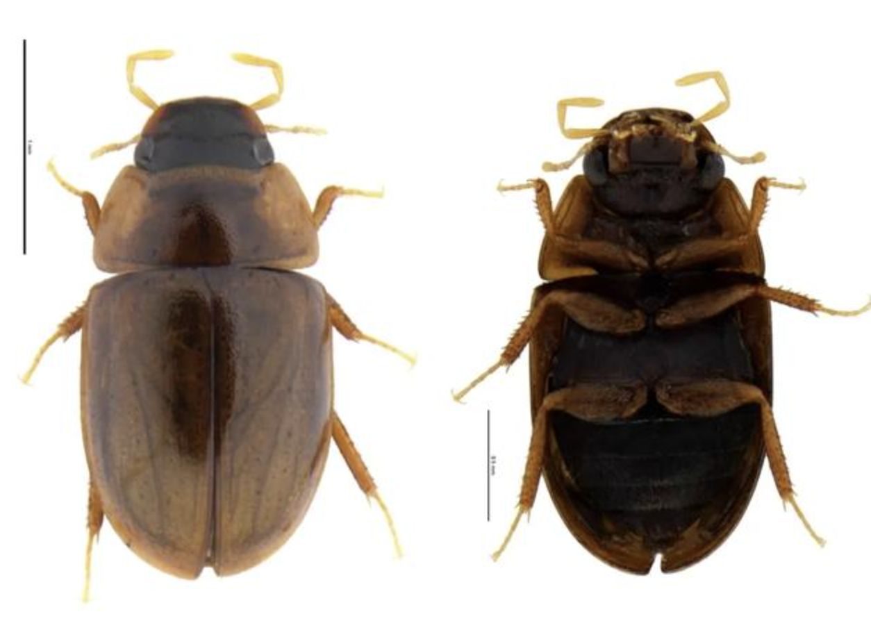 ▲丹霞阿牙甲標本。（圖／翻攝廣州日報）