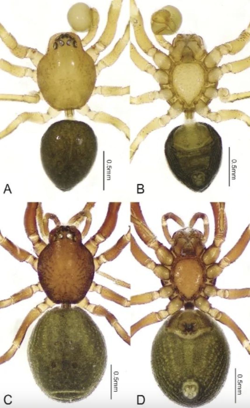 ▲黑盾球蛛在顯微鏡下的樣貌。（圖／翻攝廣州日報）