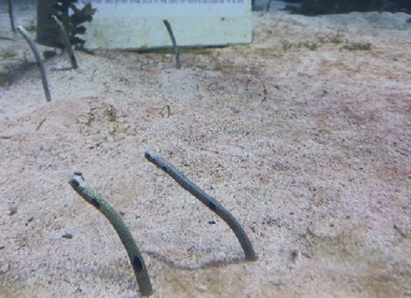 ▲水族館花園鰻表演「倒車入庫」　咻一下用尾巴鑽進泥砂裡。（圖／記者賈沐蓉攝）