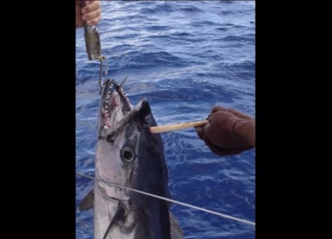 澳洲,釣魚,魚刺,金槍魚,鯊魚