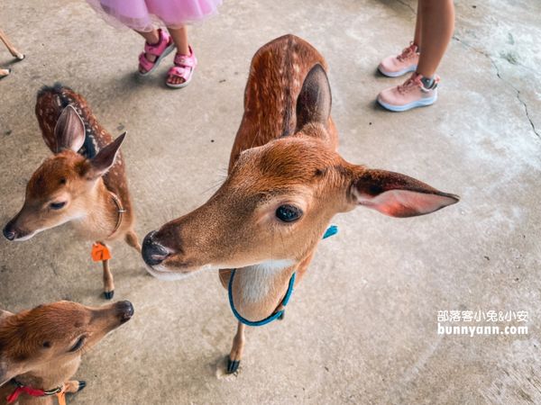 ▲第一次抱鹿就上癮，療癒小梅花鹿萌翻全場。（圖／小兔小安*旅遊札記提供）