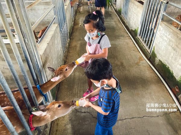 ▲第一次抱鹿就上癮，療癒小梅花鹿萌翻全場。（圖／小兔小安*旅遊札記提供）