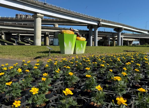 ▲鴨鴨公園「鴨鴨三重奏」用超過10萬盆草花布置。（圖／新北市高灘處提供）