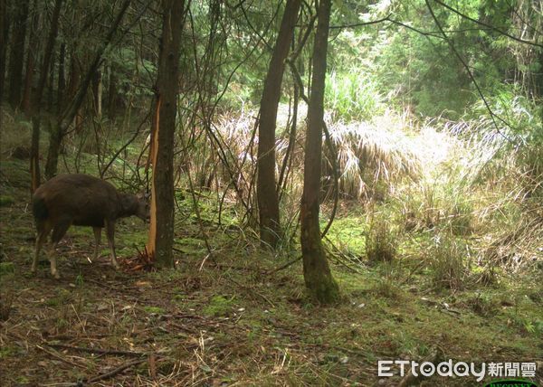 ▲玉山國家公園內的樹木隨處可見水鹿啃磨痕、台灣黑熊嗅聞樹幹的身影。（圖／記者高堂堯攝、玉山國家公園管理處提供）