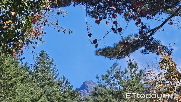 ▲玉山塔塔加遊客中心楓紅景像美不勝收。（圖／記者高堂堯攝）